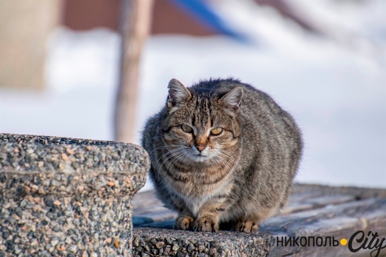 Охранник парка Мозолевского