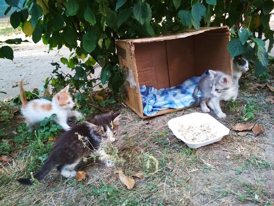 Маленькі кошенята майже завжди опиняються на вулиці.