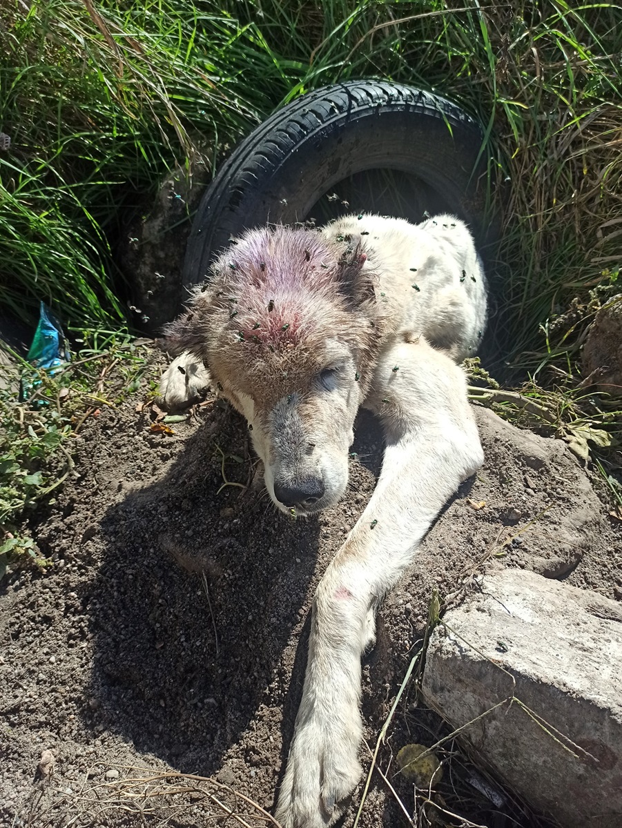 В такому стані Алексу знайшла Олена Вошун.