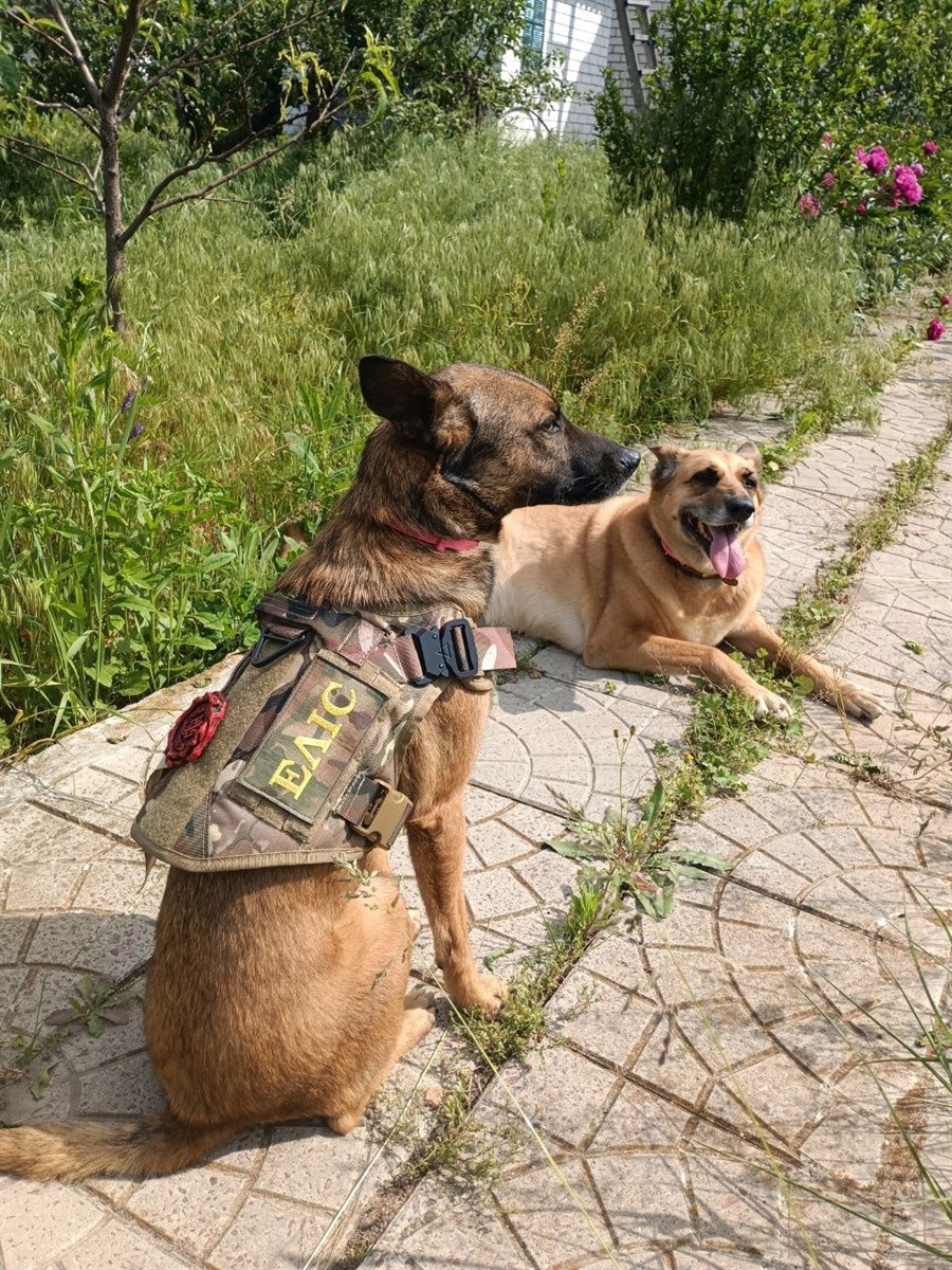 Еліс та Ласка