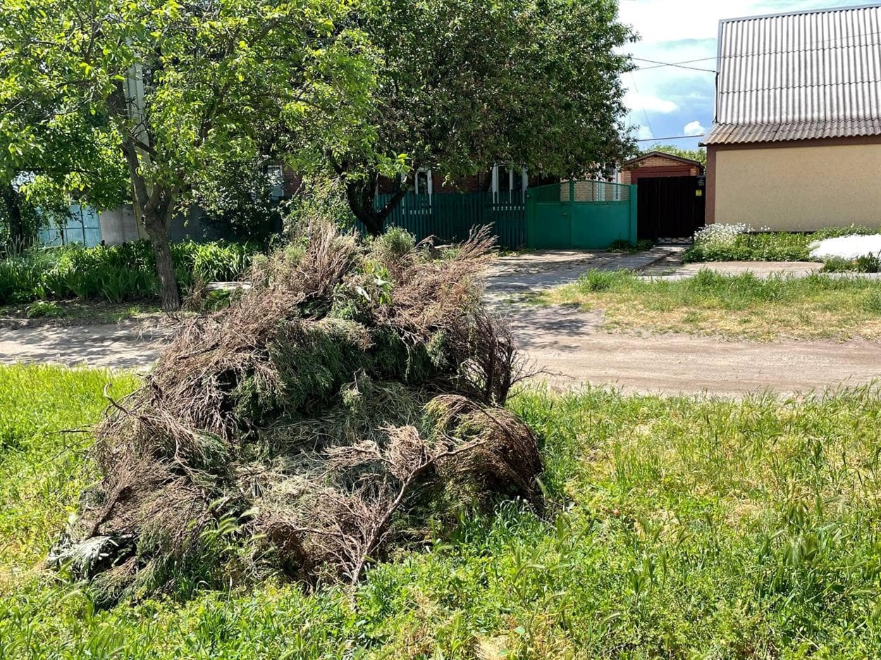 Стихійне звалище гілля на узбіччі міської дороги. Приватний сектор.