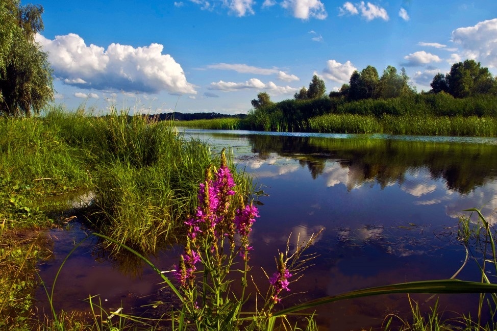 Плавні